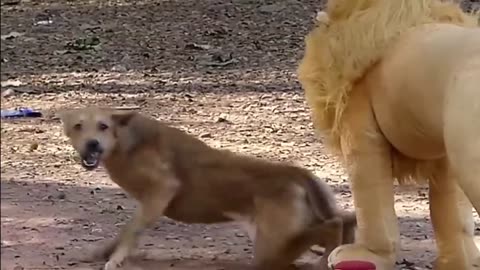 Troll prank dog funny and fake lion and fake tiger prank to Dog