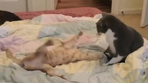 Kittens play fighting in bed