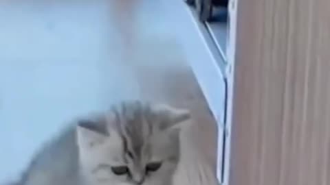 Cut and funny cat video and cutest finest video