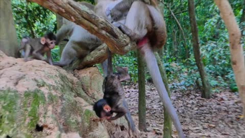 Poor baby monkey is mistreated by mom, hanged by tail.