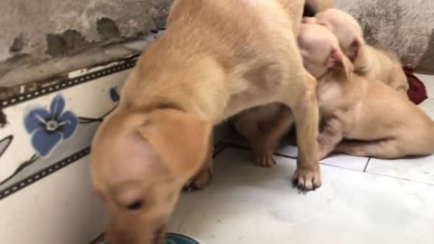 Mother dog barking to stranger protecting her cute pupies