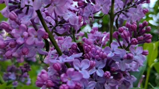 Lilac Memories In Bloom