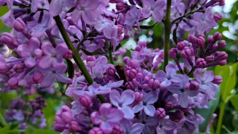 Lilac Memories In Bloom