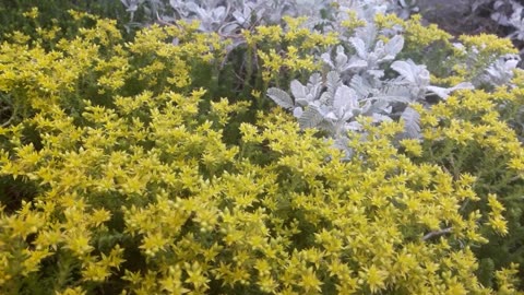 Herb Cineralia and Stonecrop