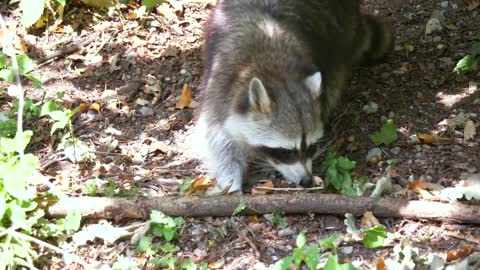 Raccoon video
