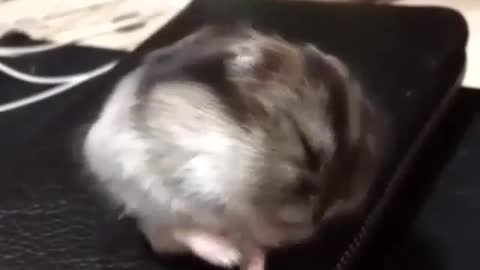 A dozing mouse
