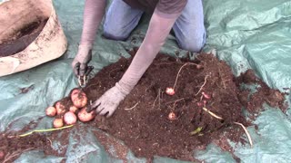 Harvesting Red Pontiac Potatoes Grown In 10 Gallon Grow Bags