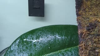 Gecko Uses Leaf As Water Dish