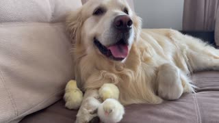 Cute Golden Retriever and Baby Chicks Video