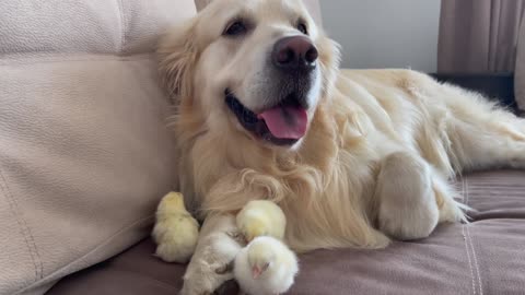 Cute Golden Retriever and Baby Chicks Video