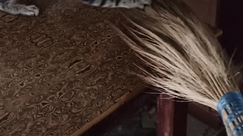 Cat is playing with broom