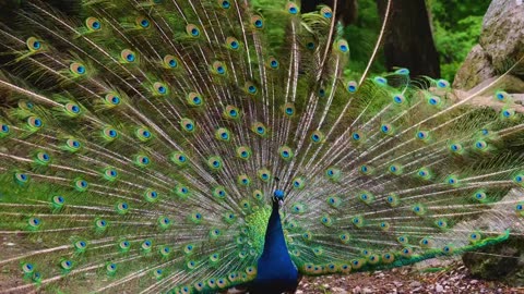 Peacock bird spreads its feathers