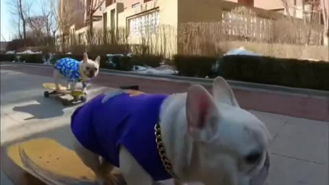 Seeing this French bulldog who can only play fancy skateboards, many people can't play it, right?