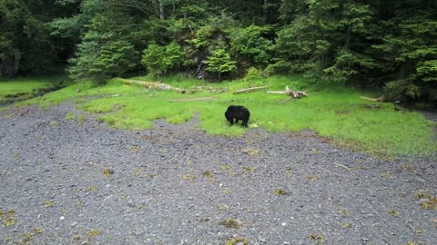 Curious BLACK BEAR on the beach with DRONE in 4K [ RARE ]