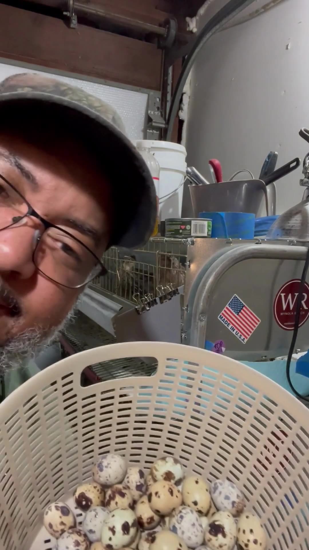 Coturnix Quail Hatching Eggs For Sale