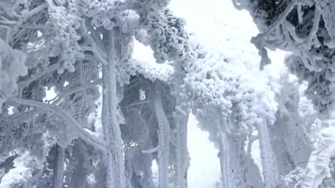 Beautiful snow fall || Beautiful snow scene 😍 ❤️ #naturelovers_ #nature#shorts #snowfall #snow