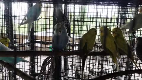 Lovebirds (budgies)