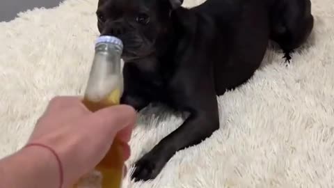 Don't even dream 😈 How to open a bottle against a dog ❓pets dog renchbulldog bulldog animals