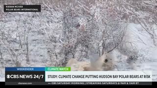 Climate change putting Hudson Bay polar bears at risk, study finds CBS News