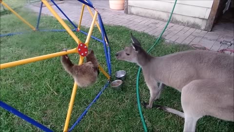 Baby sloths being sloths- FUNNEST complition