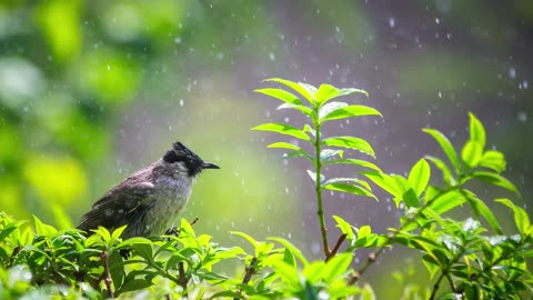 Relaxing ASMR: Birds Chirping After Rainfall