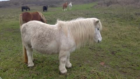 8 MINUTES of CURIOUS SHETLAND PONIES | BEST Relax Music, Meditation, Stress Relief, Calm | TVM