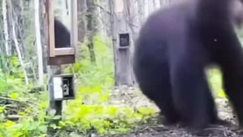Bear 🐻 reaction to see himself in the mirror