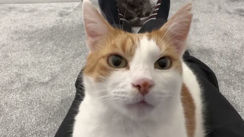 Cat Adorably Stares At Human While Purring