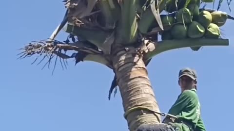 Amazing cutting tree of coconut 🥥
