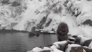 Snow Monkeys Soak In Japanese Hot Springs