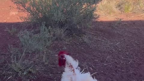 The H5 Ranch Experience: Animal Antics Caught on Camera 🐷🐐🐶🐱🐓