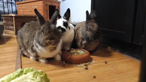 Watch how a family of lovely rabbits eats lunch