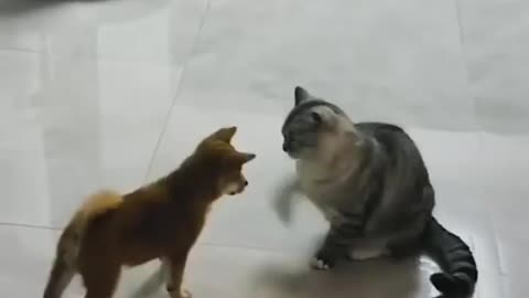 Funny Cat and dog Videos try not to laugh funny video