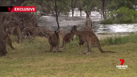 River Murray floods_ Urgent rescue to save 60 kangaroos from rising waters at Blanchetown _ 7NEWS