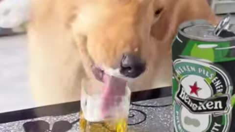The drunk dog