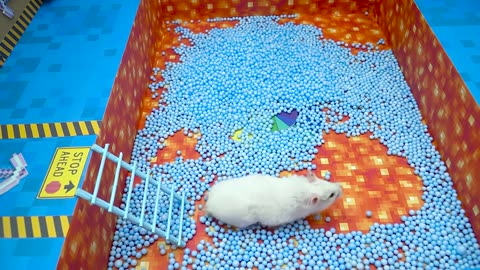 Hamster Escapes Prison Maze With Swimming Pool Challenge DIY Hamster Maze