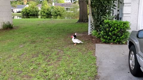 Backyard ducks visiting, &new squash plants