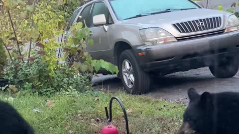 Bear Cubs Munch on Pumpkin