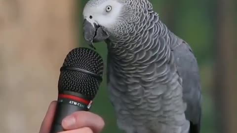 Have you seen anything like this? A parrot doing some impressions.