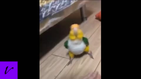 Cute chubby parrot dancing