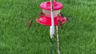 North Idaho hummingbirds 5/11/2023