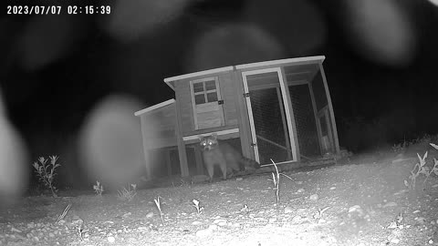Raccoon Scared From Chicken Coop by Security Camera