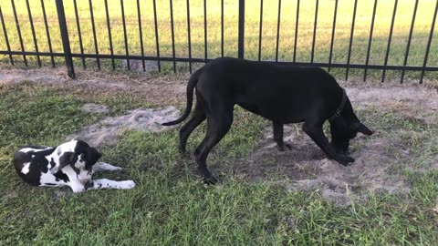 Digging Great Dane showers puppy with dirt