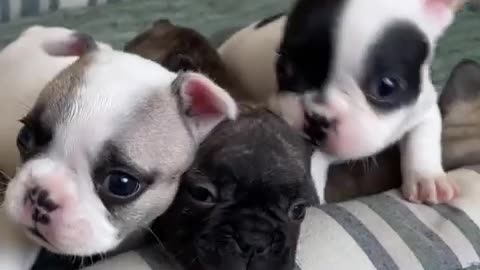 Frenchie Puppy Love: Ultimate Cuddle Sessions!