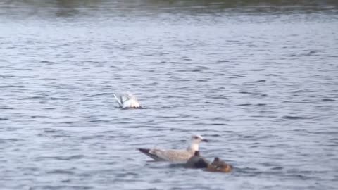 Adult Mediterranean Gull, Winter's Pond,East Halton,Lincolnshire,UK,26.11.22