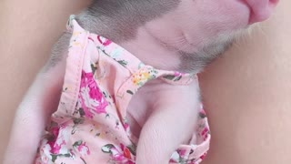 Potbellied Pig Reacts to Getting Belly Touched