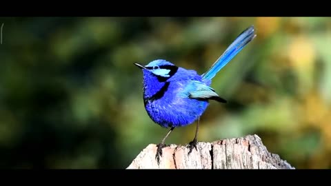 birds singing 🐤🐤🐧