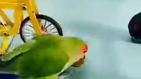 funny parrot