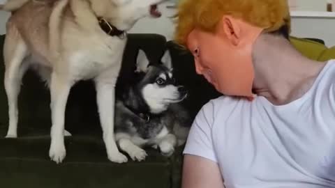 DRAMATIC MINI HUSKY Tells Donald Trump To Get Out Of His House