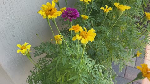 The sunflower moth that eats marigolds